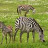 baby-zebra-g5af8c8094_1280