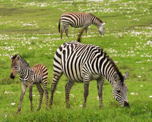 baby-zebra-g5af8c8094_1280