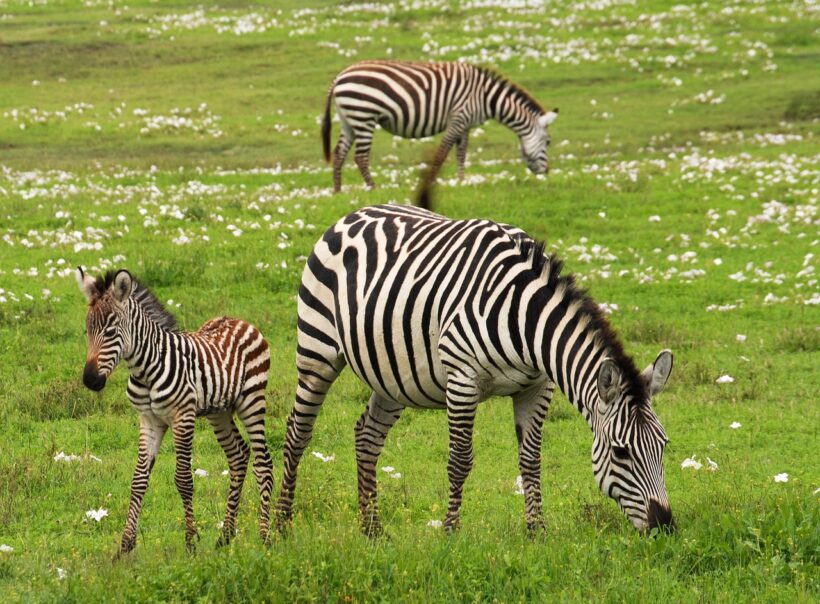 baby-zebra-g5af8c8094_1280